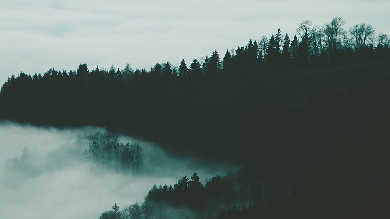 Wallpaper forest, fog, trees, night