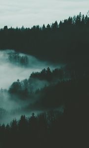 Preview wallpaper forest, fog, trees, night
