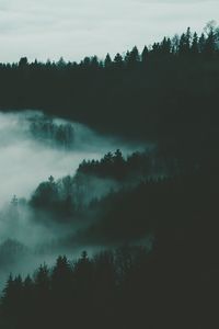 Preview wallpaper forest, fog, trees, night