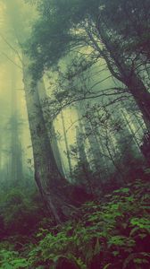 Preview wallpaper forest, fog, trees, mystical