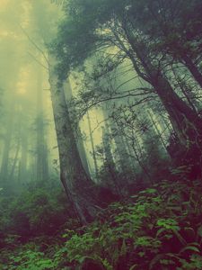 Preview wallpaper forest, fog, trees, mystical