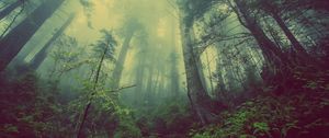 Preview wallpaper forest, fog, trees, mystical