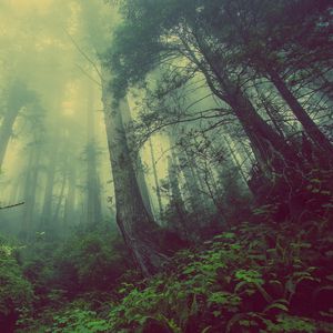Preview wallpaper forest, fog, trees, mystical