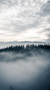 Preview wallpaper forest, fog, trees, landscape, nature, sky