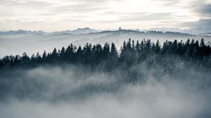 Preview wallpaper forest, fog, trees, landscape, nature, sky