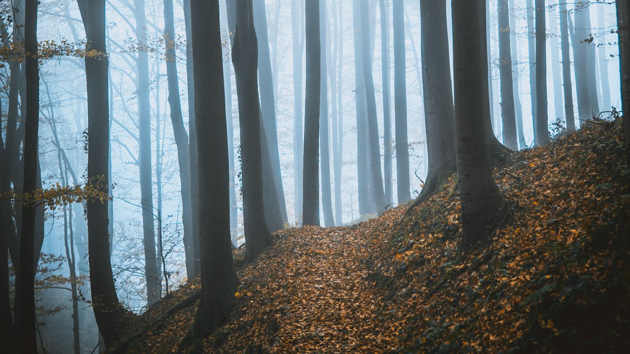 Wallpaper forest, fog, trees, fallen leaves, autumn