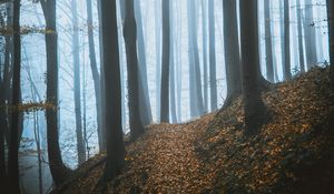 Preview wallpaper forest, fog, trees, fallen leaves, autumn