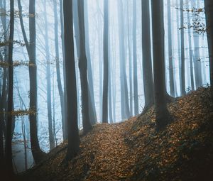 Preview wallpaper forest, fog, trees, fallen leaves, autumn