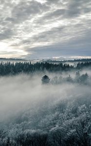 Preview wallpaper forest, fog, trees, nature, landscape, sky