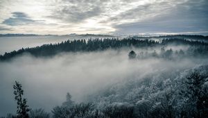 Preview wallpaper forest, fog, trees, nature, landscape, sky
