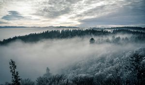 Preview wallpaper forest, fog, trees, nature, landscape, sky