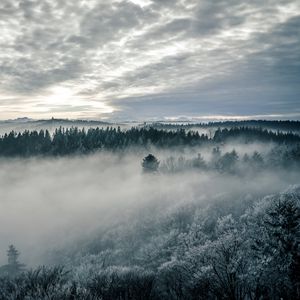Preview wallpaper forest, fog, trees, nature, landscape, sky