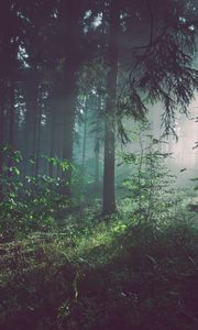 Preview wallpaper forest, fog, trees, summer, bad pyrmont, deutschland