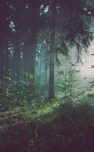 Preview wallpaper forest, fog, trees, summer, bad pyrmont, deutschland