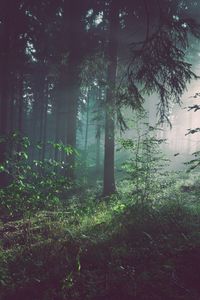 Preview wallpaper forest, fog, trees, summer, bad pyrmont, deutschland