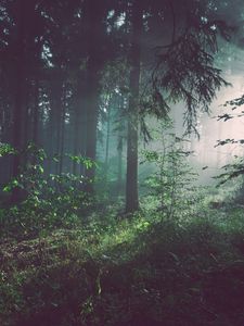 Preview wallpaper forest, fog, trees, summer, bad pyrmont, deutschland