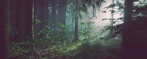 Preview wallpaper forest, fog, trees, summer, bad pyrmont, deutschland