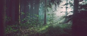 Preview wallpaper forest, fog, trees, summer, bad pyrmont, deutschland