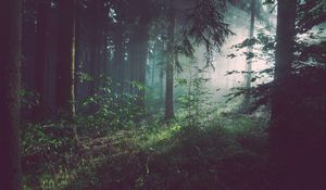 Preview wallpaper forest, fog, trees, summer, bad pyrmont, deutschland