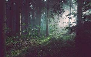 Preview wallpaper forest, fog, trees, summer, bad pyrmont, deutschland