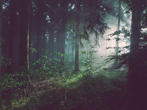 Preview wallpaper forest, fog, trees, summer, bad pyrmont, deutschland