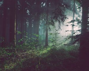 Preview wallpaper forest, fog, trees, summer, bad pyrmont, deutschland