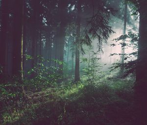 Preview wallpaper forest, fog, trees, summer, bad pyrmont, deutschland