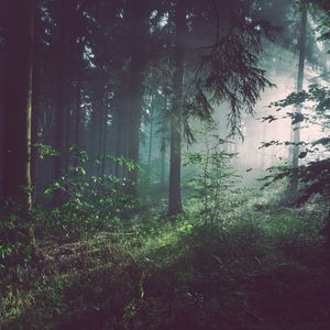 Preview wallpaper forest, fog, trees, summer, bad pyrmont, deutschland