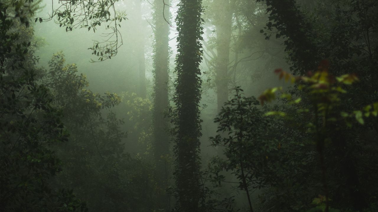 Wallpaper forest, fog, trees, vegetation