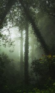 Preview wallpaper forest, fog, trees, vegetation