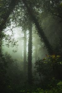 Preview wallpaper forest, fog, trees, vegetation