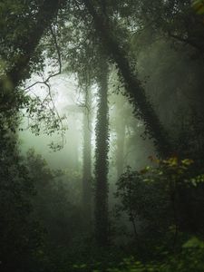 Preview wallpaper forest, fog, trees, vegetation
