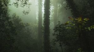Preview wallpaper forest, fog, trees, vegetation