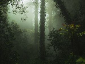 Preview wallpaper forest, fog, trees, vegetation