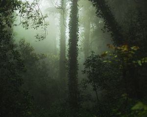 Preview wallpaper forest, fog, trees, vegetation