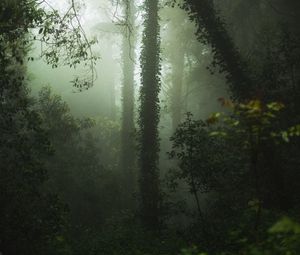 Preview wallpaper forest, fog, trees, vegetation