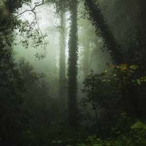 Preview wallpaper forest, fog, trees, vegetation