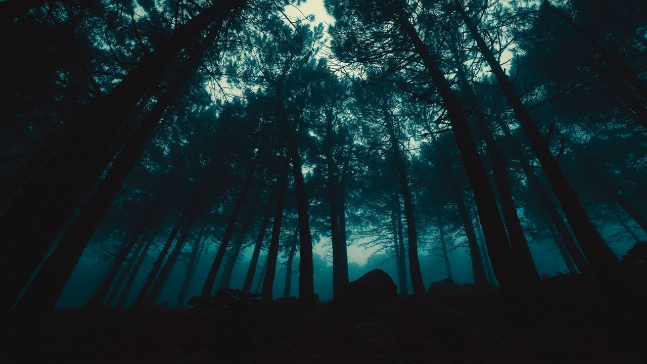 Wallpaper forest, fog, trees, evening