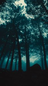Preview wallpaper forest, fog, trees, evening