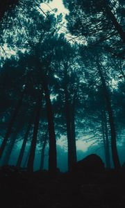Preview wallpaper forest, fog, trees, evening