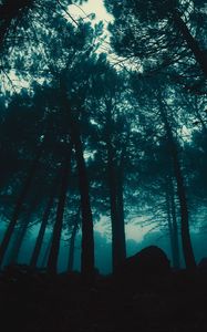 Preview wallpaper forest, fog, trees, evening