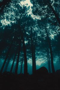 Preview wallpaper forest, fog, trees, evening