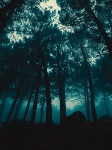 Preview wallpaper forest, fog, trees, evening