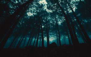 Preview wallpaper forest, fog, trees, evening