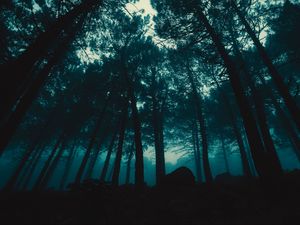 Preview wallpaper forest, fog, trees, evening