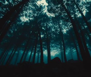 Preview wallpaper forest, fog, trees, evening