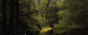 Preview wallpaper forest, fog, trees, branches, moss
