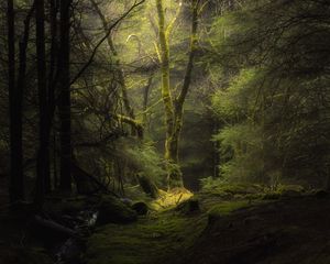 Preview wallpaper forest, fog, trees, branches, moss