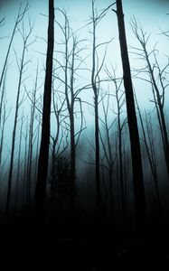 Preview wallpaper forest, fog, trees, gloomy, night