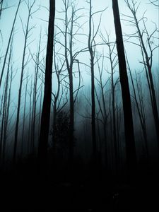 Preview wallpaper forest, fog, trees, gloomy, night